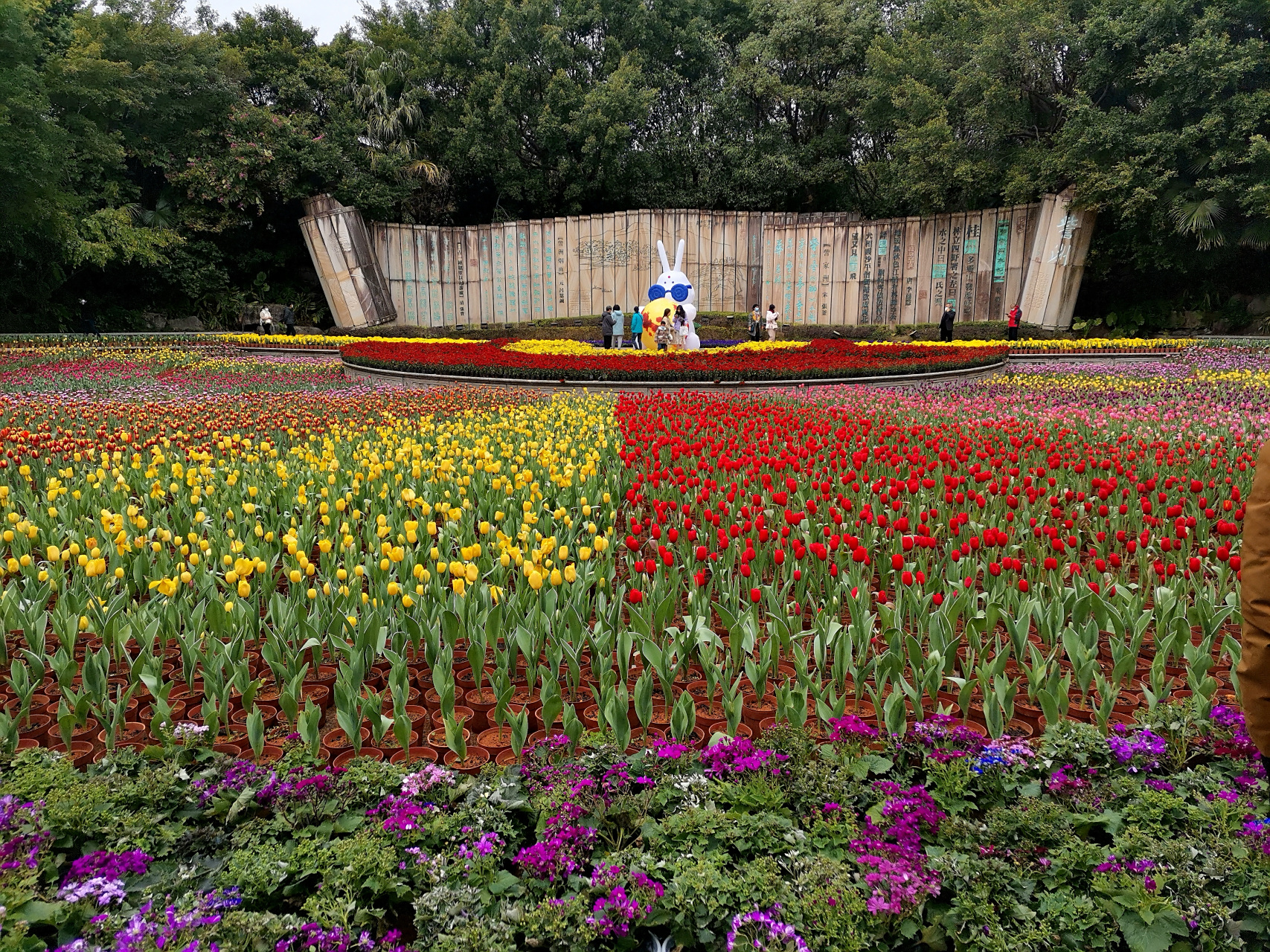 "桂林过年,訾洲看花" 从2011年起,桂林訾洲公园每年都举办郁金香花展