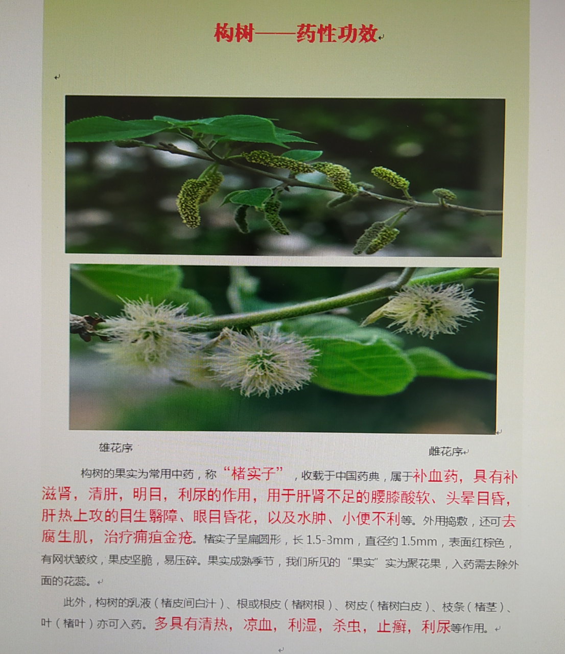 中药"构树"一一药性功效