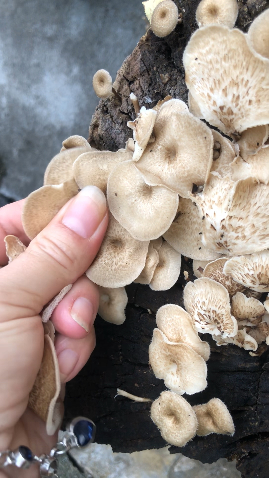 云南人的美味,湘西遍地却无人食,漏斗大孔菌-度小视