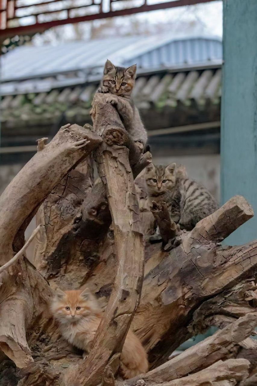 数猫 数猫 第一张图里有四只小猫.第二张图里有一只猫.