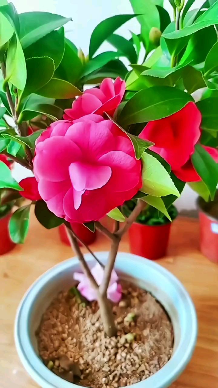 四季茶花 四季开花,大花重瓣非常漂亮#四季茶花养殖方法#花卉基地-度