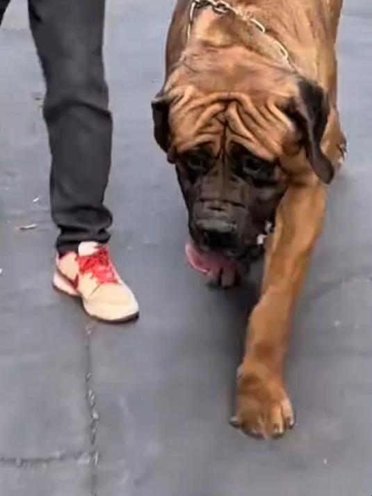 土佐犬体型不是最大的,为什么说是斗犬之王