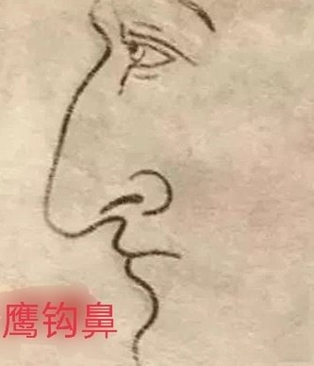 睿智鹰钩鼻图片