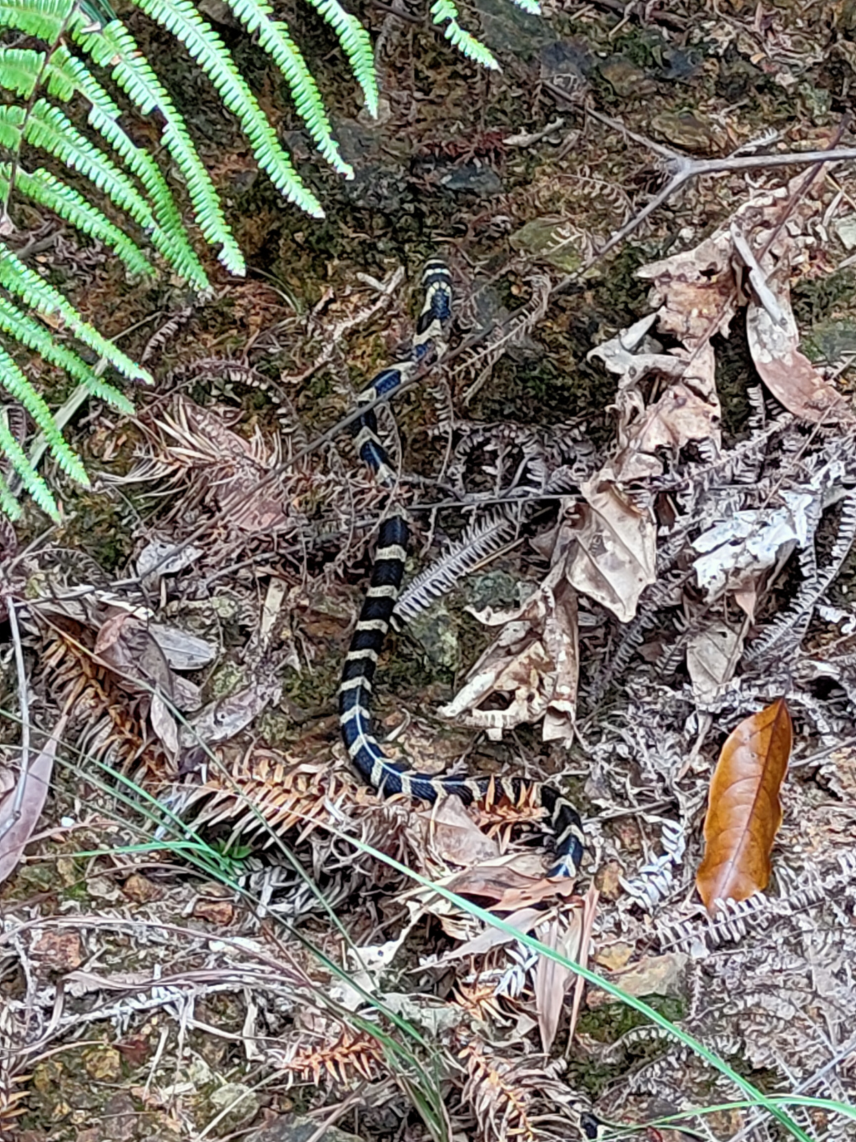 171,2020年爬河源连平县朝天马,偶遇眼镜王蛇幼崽