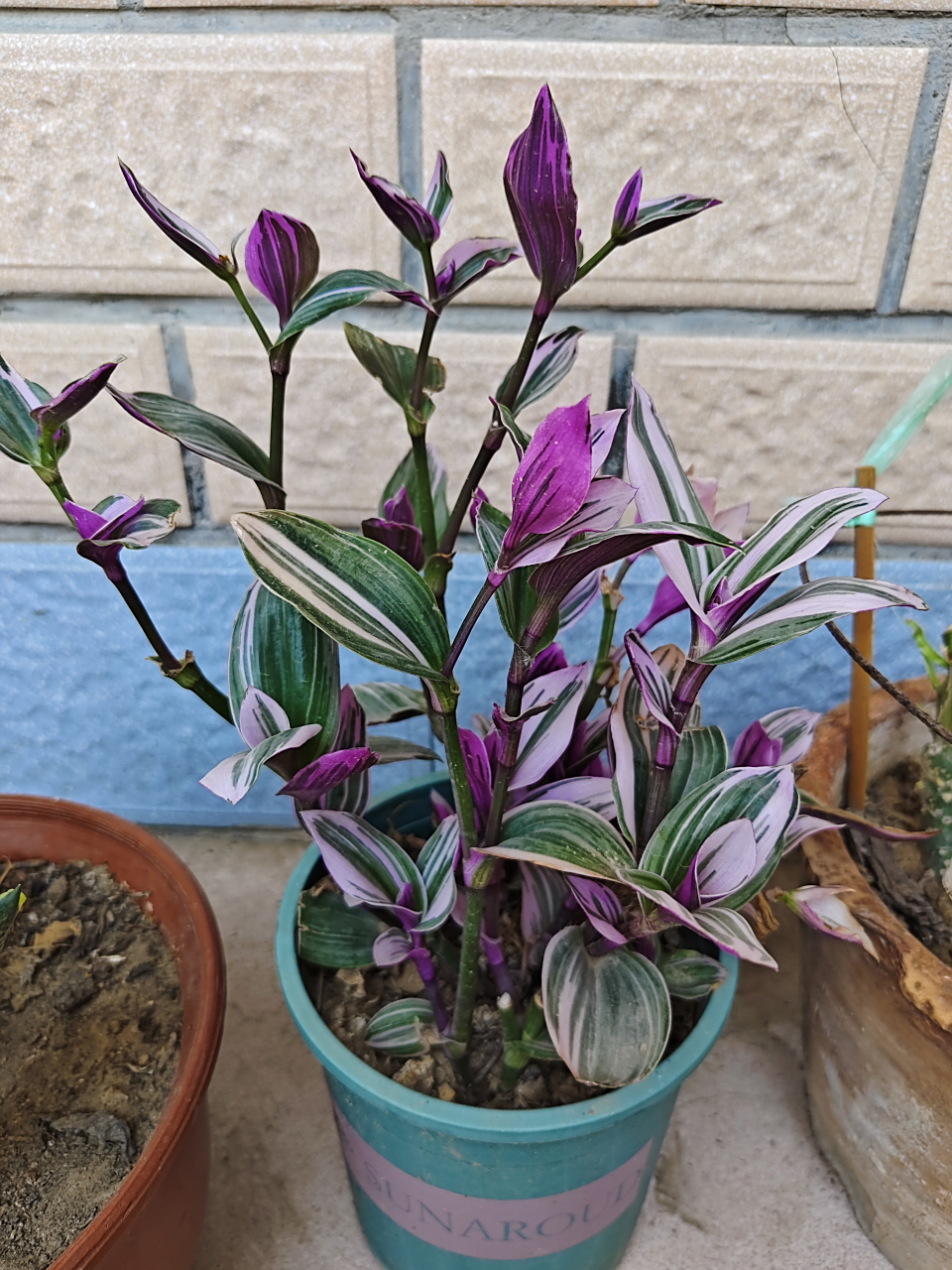 首先需要把油画吊兰养在散射光或者明亮的地方,但是也不要太过遮阴