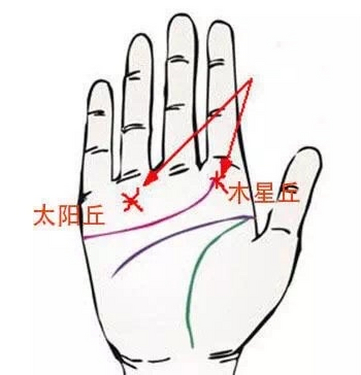 太阳丘或木星丘上有星纹  手掌中太阳丘或者木星丘若有星纹,则代表着