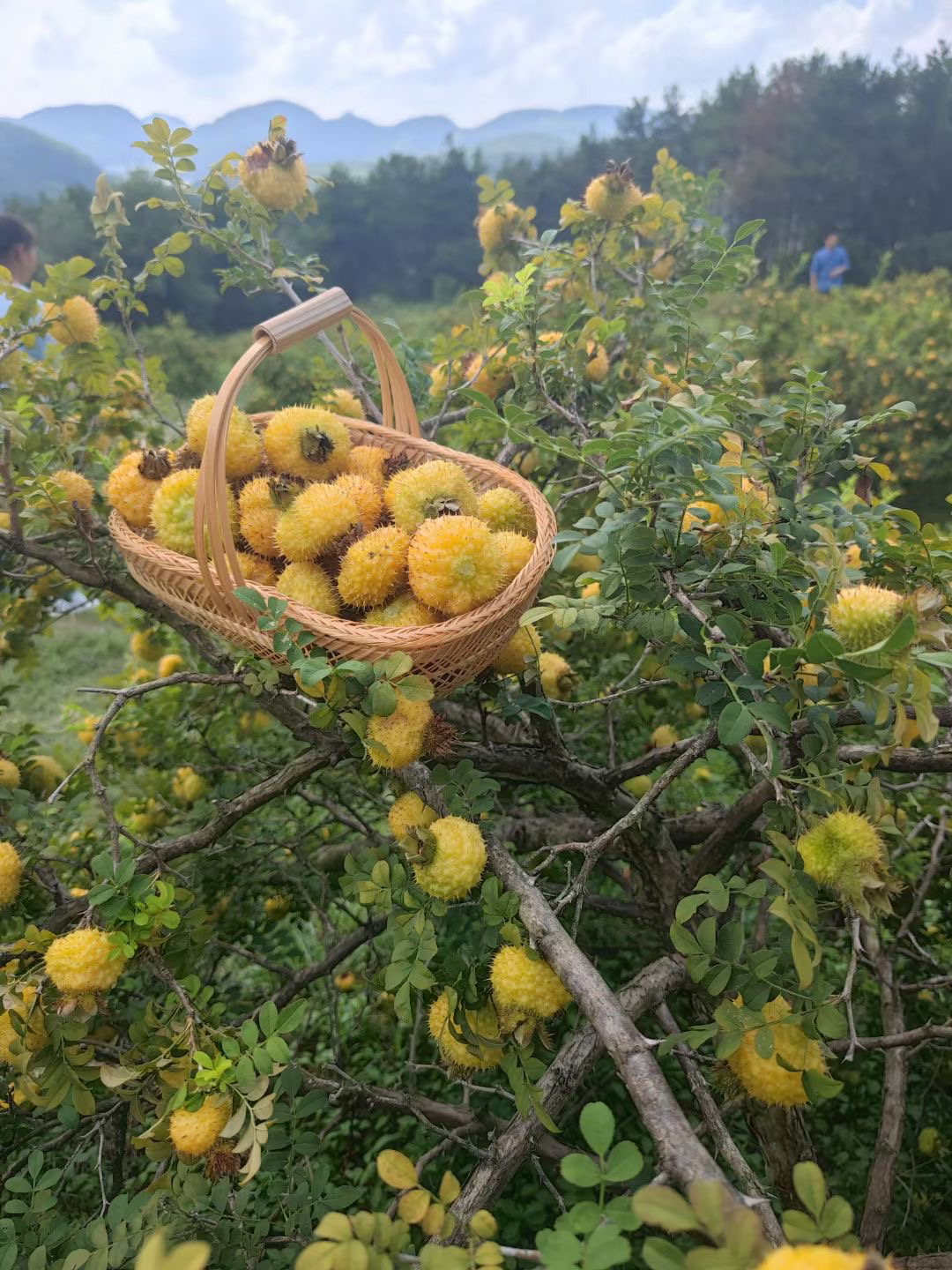 贵州野生刺梨,果实呈扁球形或圆锥形,外观黄褐色.