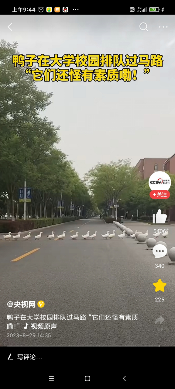 鸭子在大学校园内排队过马路,像一支训练有素的军队.好可爱的小鸭子.