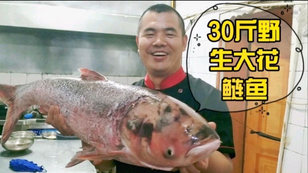 大厨做30斤野生大花鲢鱼,不加水加特殊调味料焖3小时,鲜而不腥