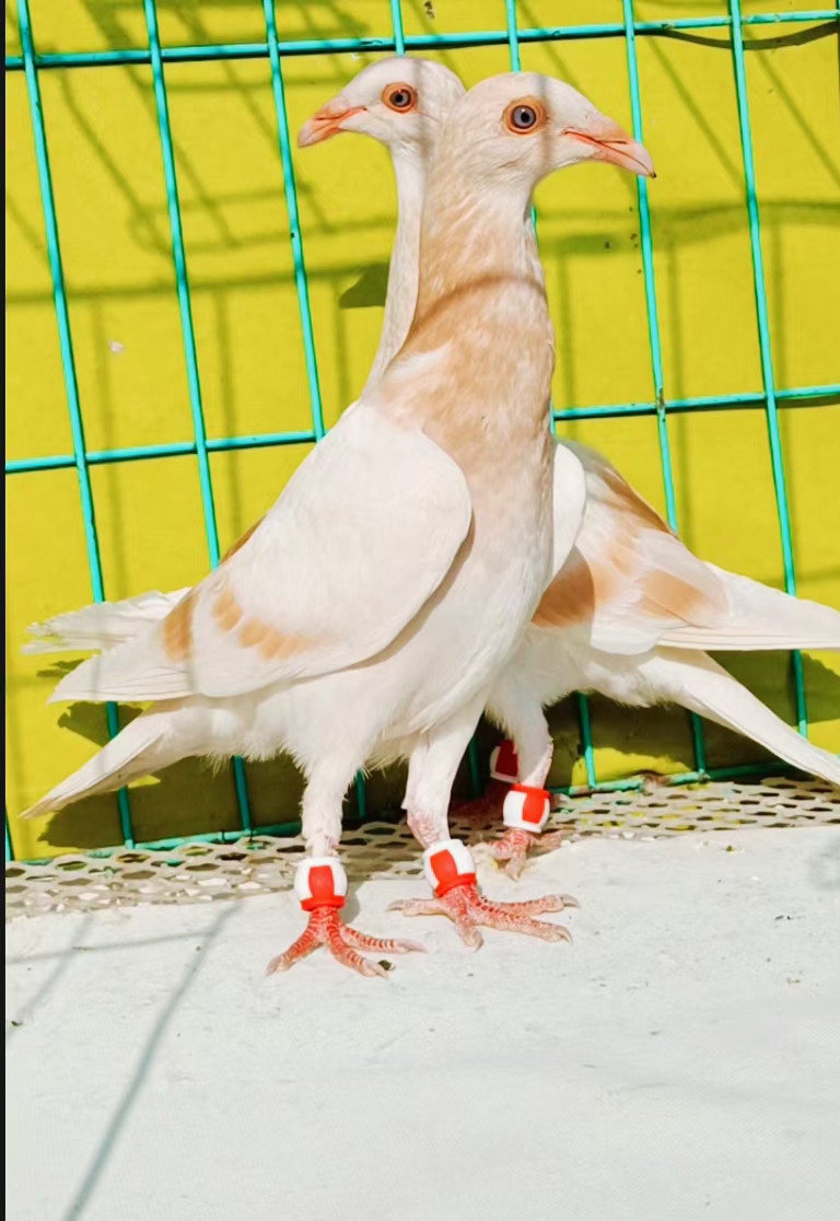 精品魔鬼喜鹊鸽欣赏