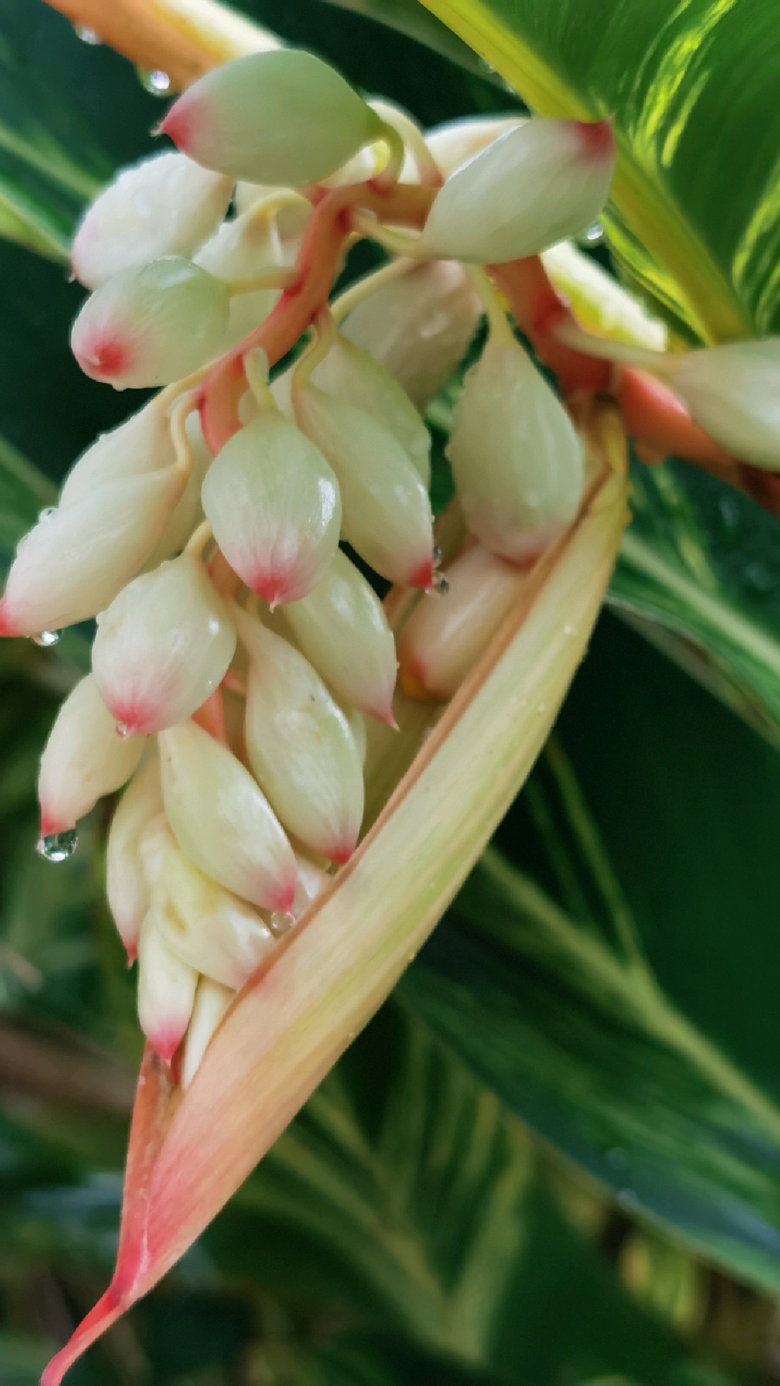 艳山姜,花语羞涩与矜持.