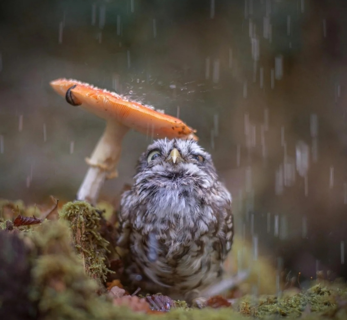 避雨,这个伞有点不靠谱啊[笑哭]#搞笑