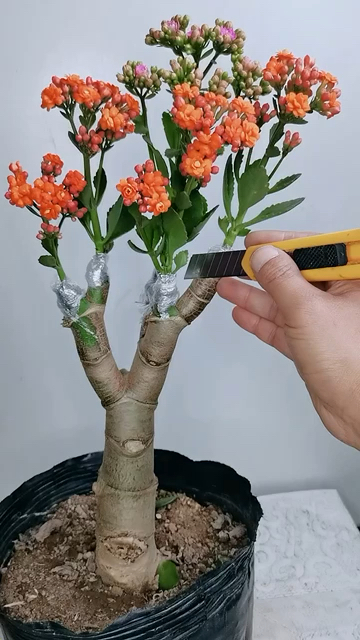 玉树嫁接长寿花