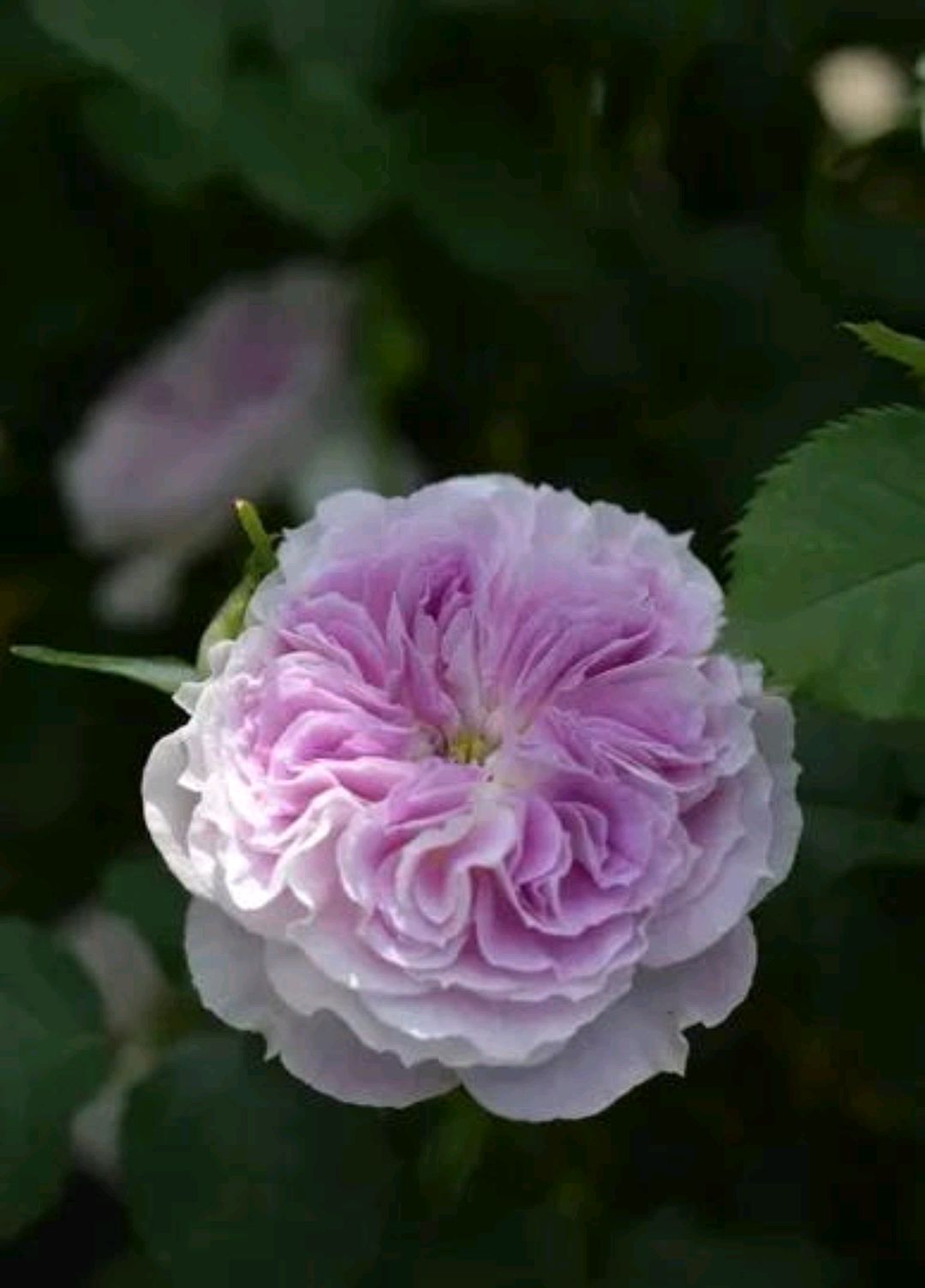 蓝色月光石(blue moonstone)-河本纯子,2020