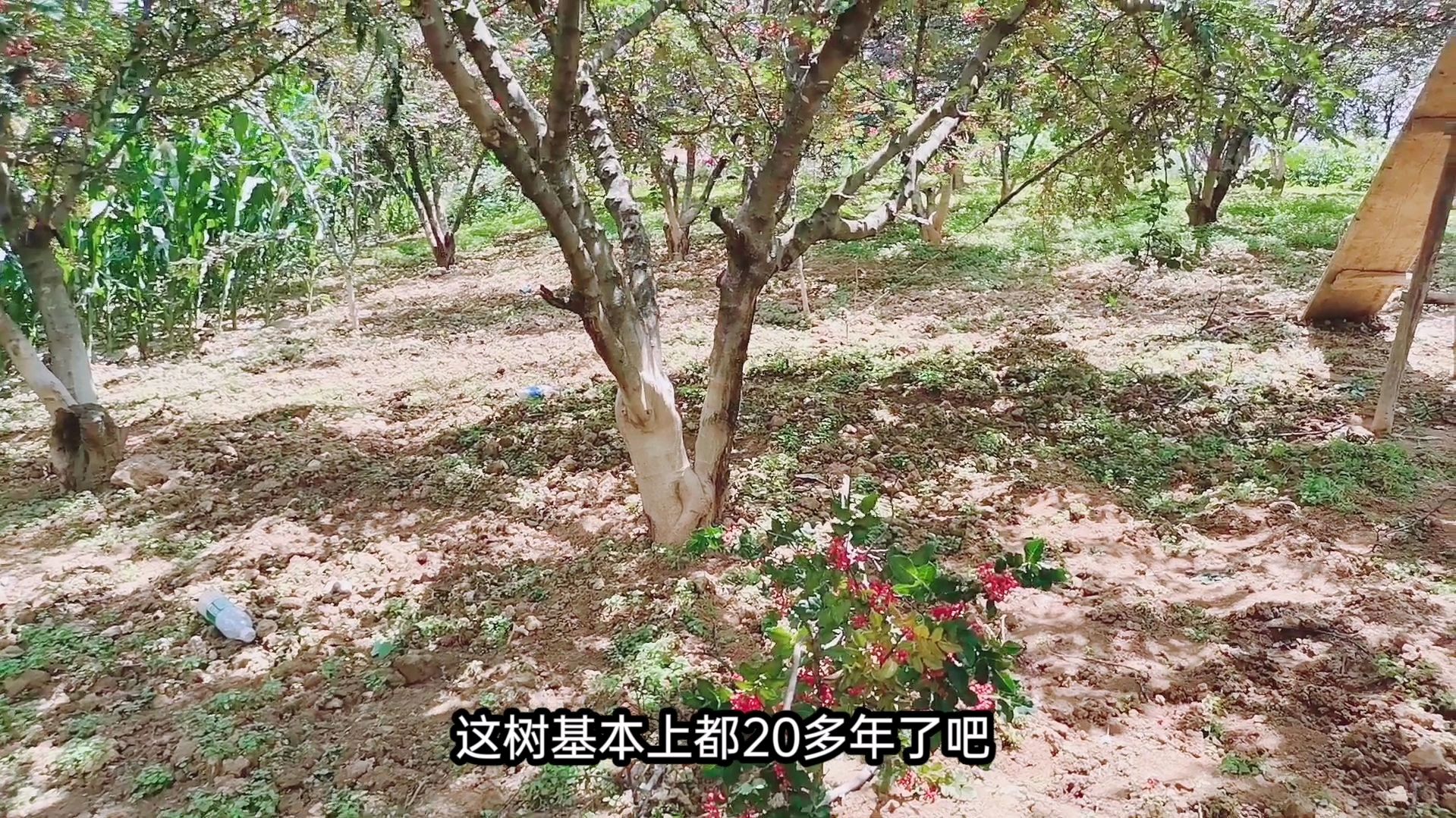 20多年的大红袍花椒树,如今颗粒麻味香味不减当年,椒农如何做到