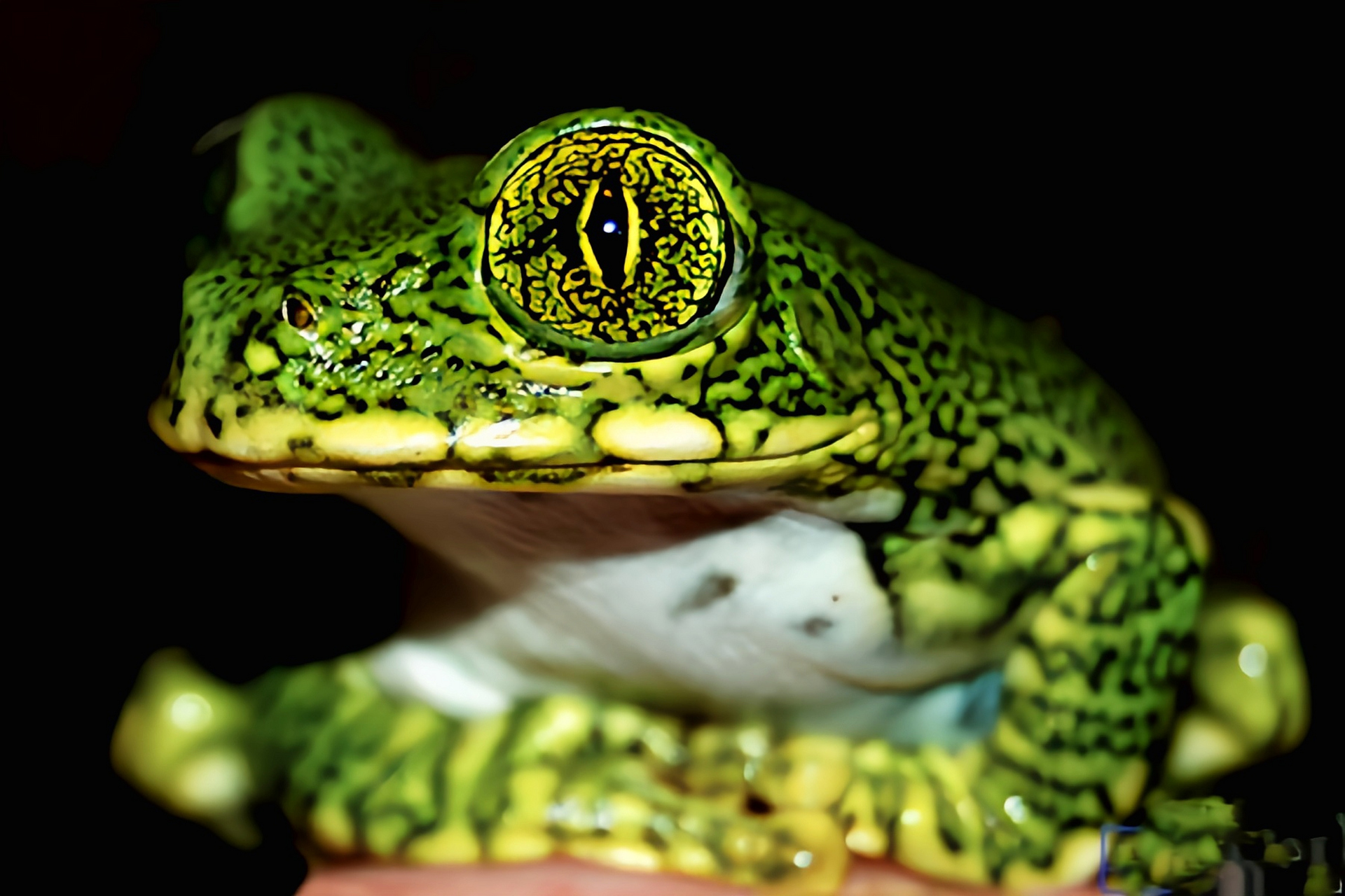 每天认识一种动物——孔雀树蛙 孔雀树蛙别名虫纹小黑蛙,非洲大眼树蛙