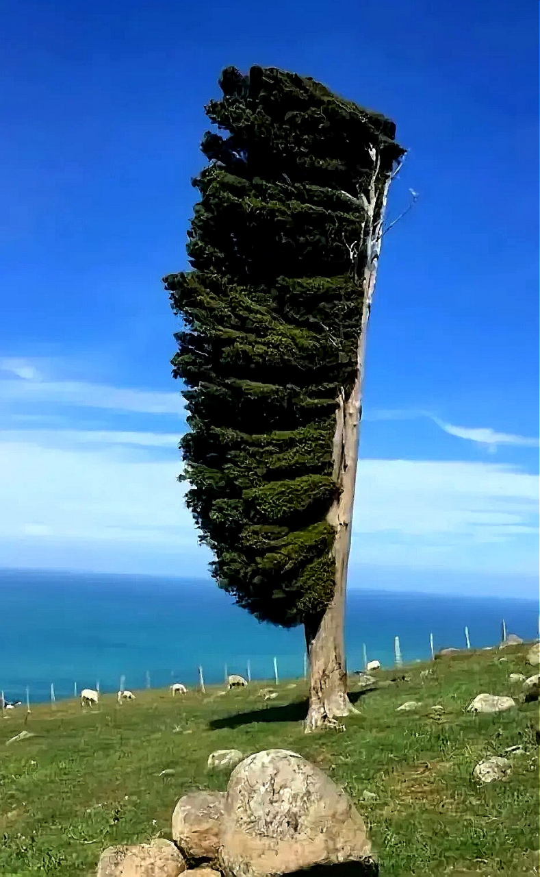 新西兰班克斯岛,海风风力强劲,但这棵树让海风见证了自己的实力.