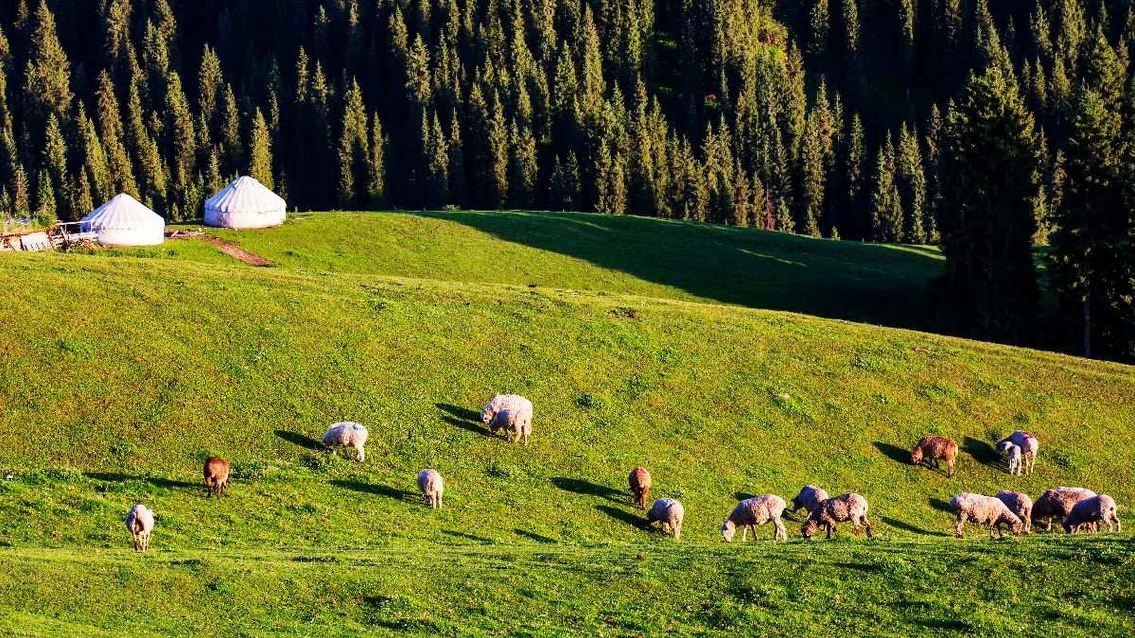 打卡江布拉克草原#旅行# #旅游