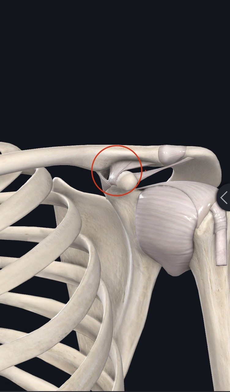 这个叫做喙锁韧带,为什么会出现肩锁关节的严重脱位,有很大一部分原因