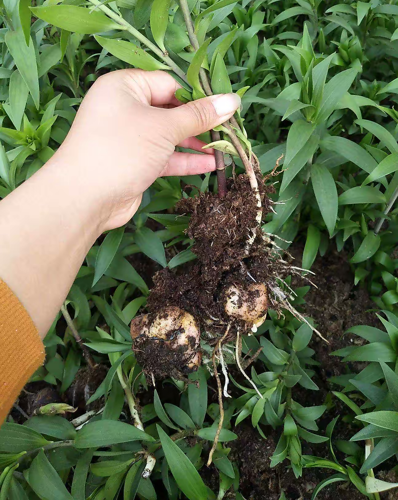 百合种植方法和注意事项(香水百合种植方法和注意事项)