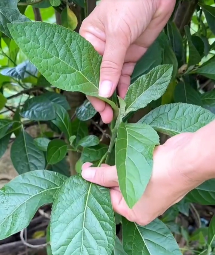 充满异国情调的神奇植物:南非叶
