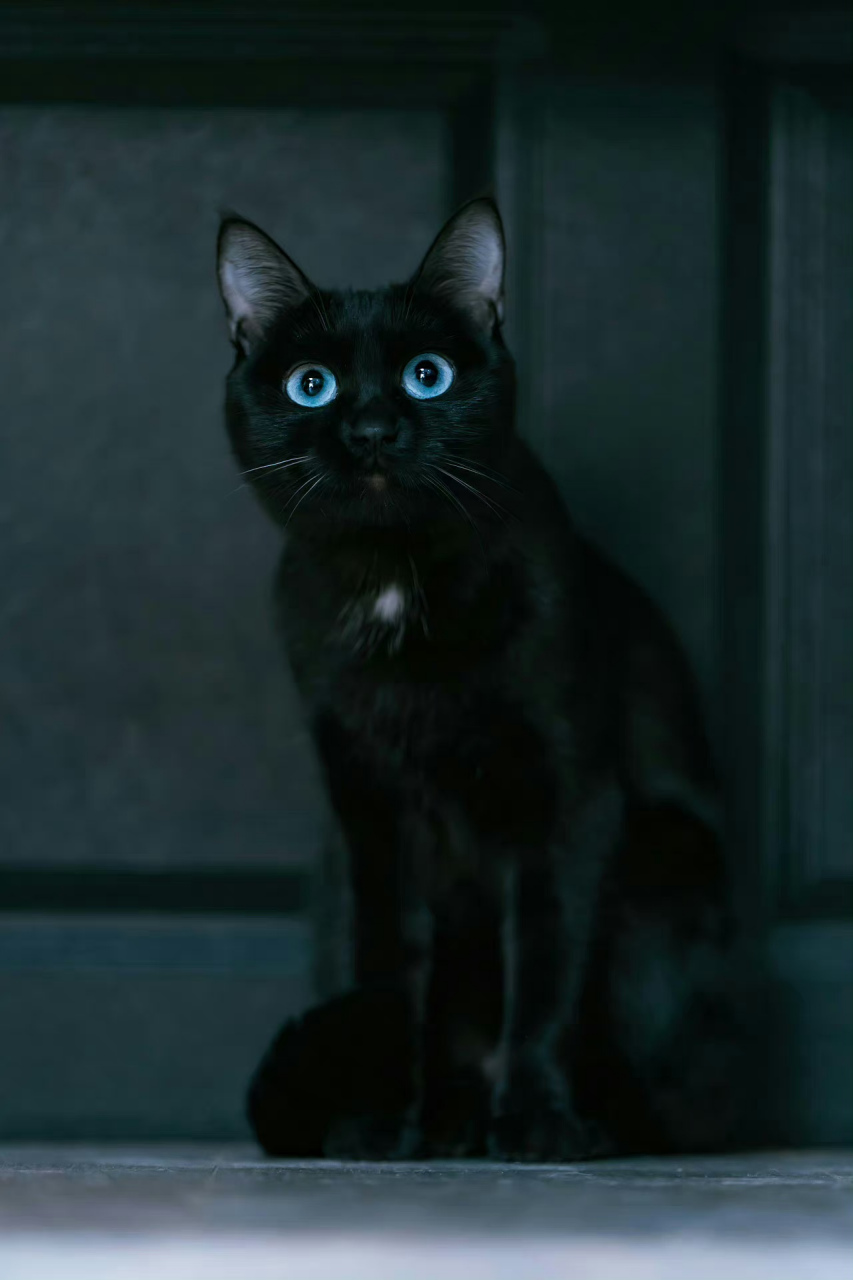 猫咪趣事:"我是蓝眼黑猫警长,我正在执勤,前方有敌情,请别打扰我.