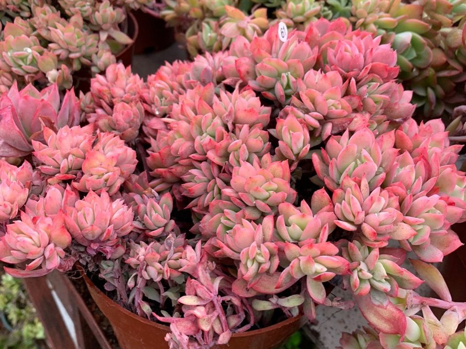 夏季绿如菜,秋冬红如火的绮罗,多肉中的5好品种,你养了吗?