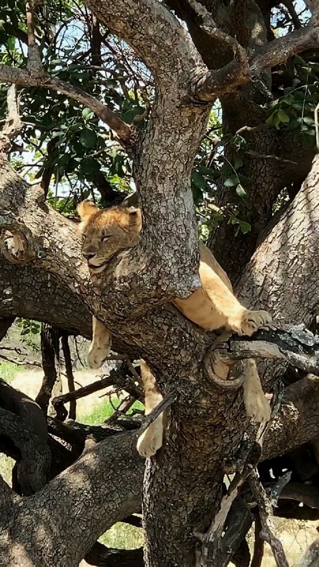 树上睡觉的小狮子