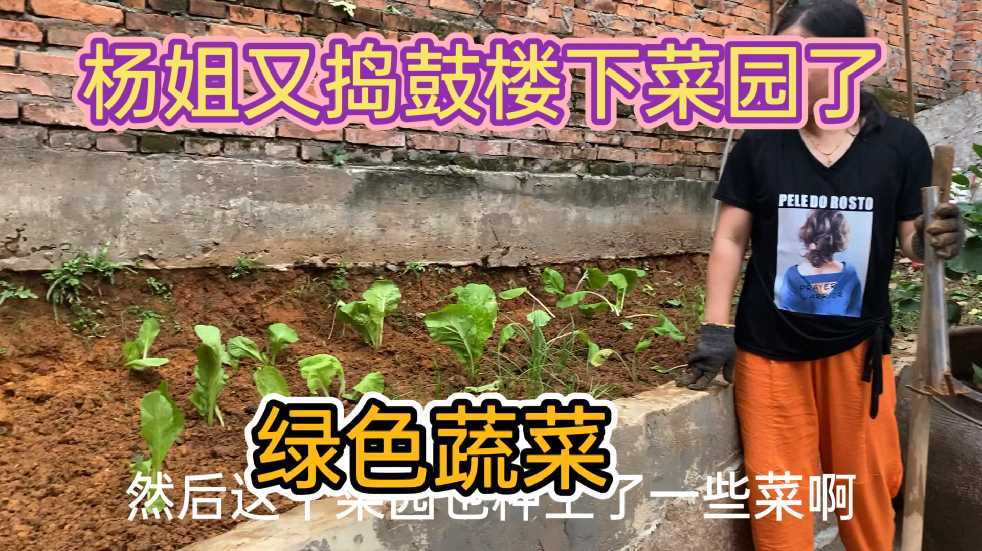 杨姐又捣鼓楼下的小菜园,种上绿色蔬菜,一刻都不闲着!
