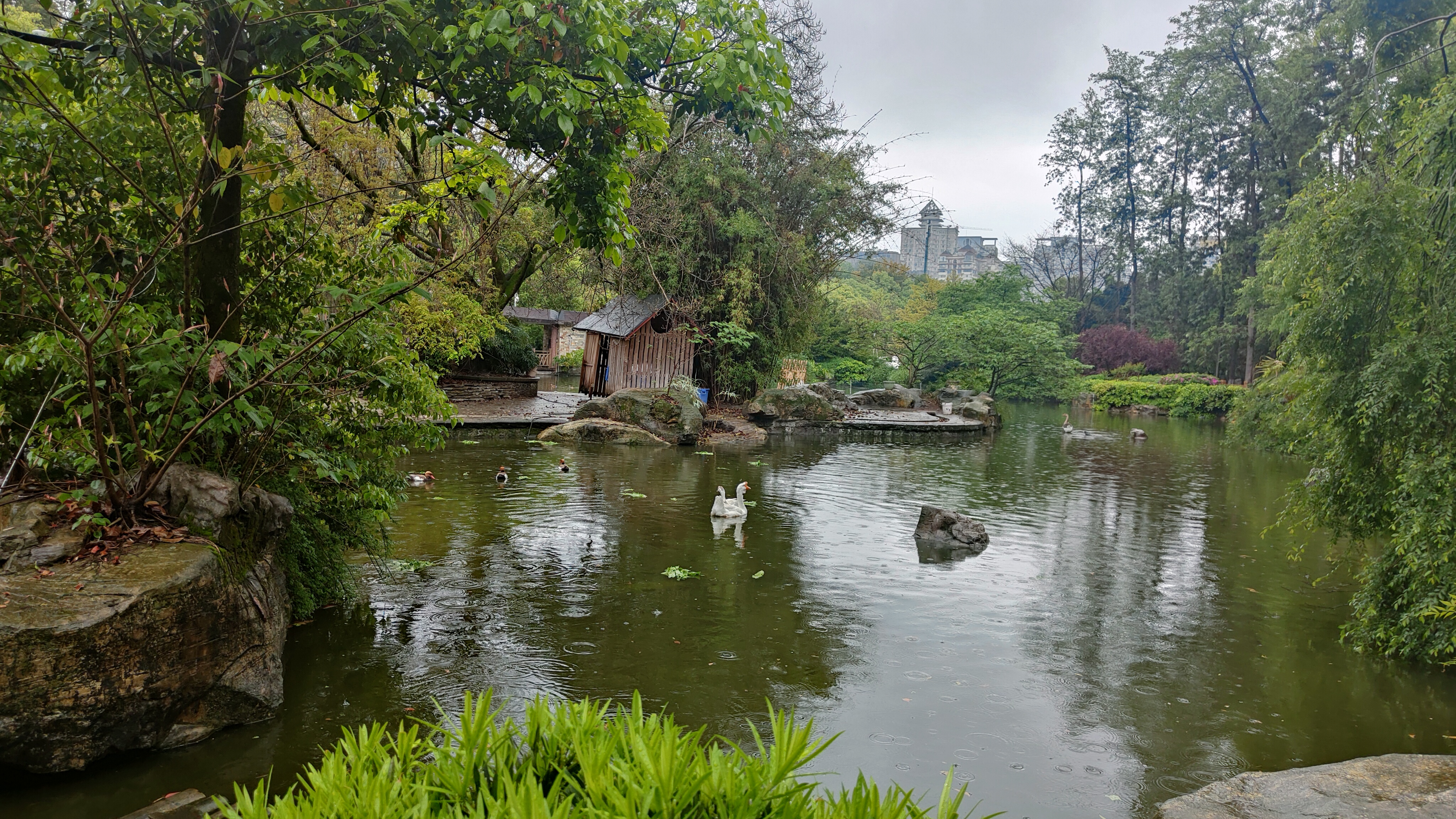 春色满园雨中美景