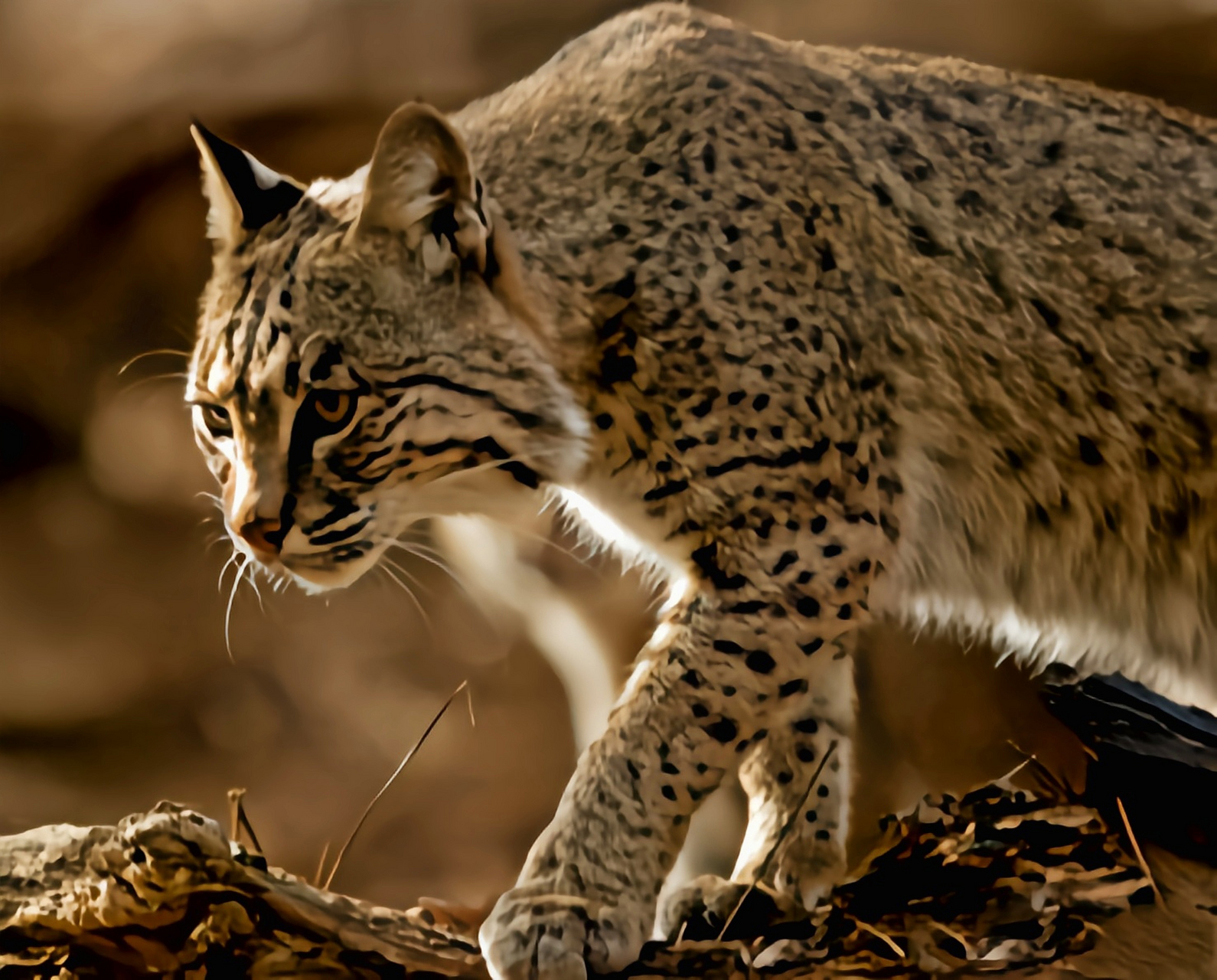 每天认识一种动物——短尾猫 短尾猫别名赤猞猁,北美山猫,猫科哺乳
