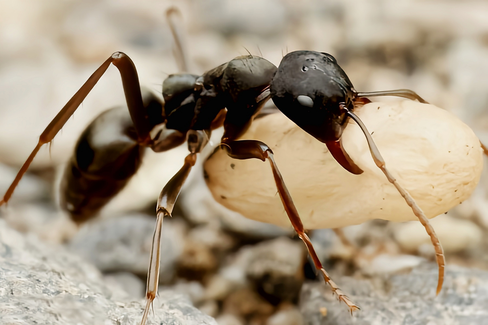 每天认识一种昆虫——斗士悍蚁 斗士悍蚁别名佐村悍蚁,原产于亚洲东部