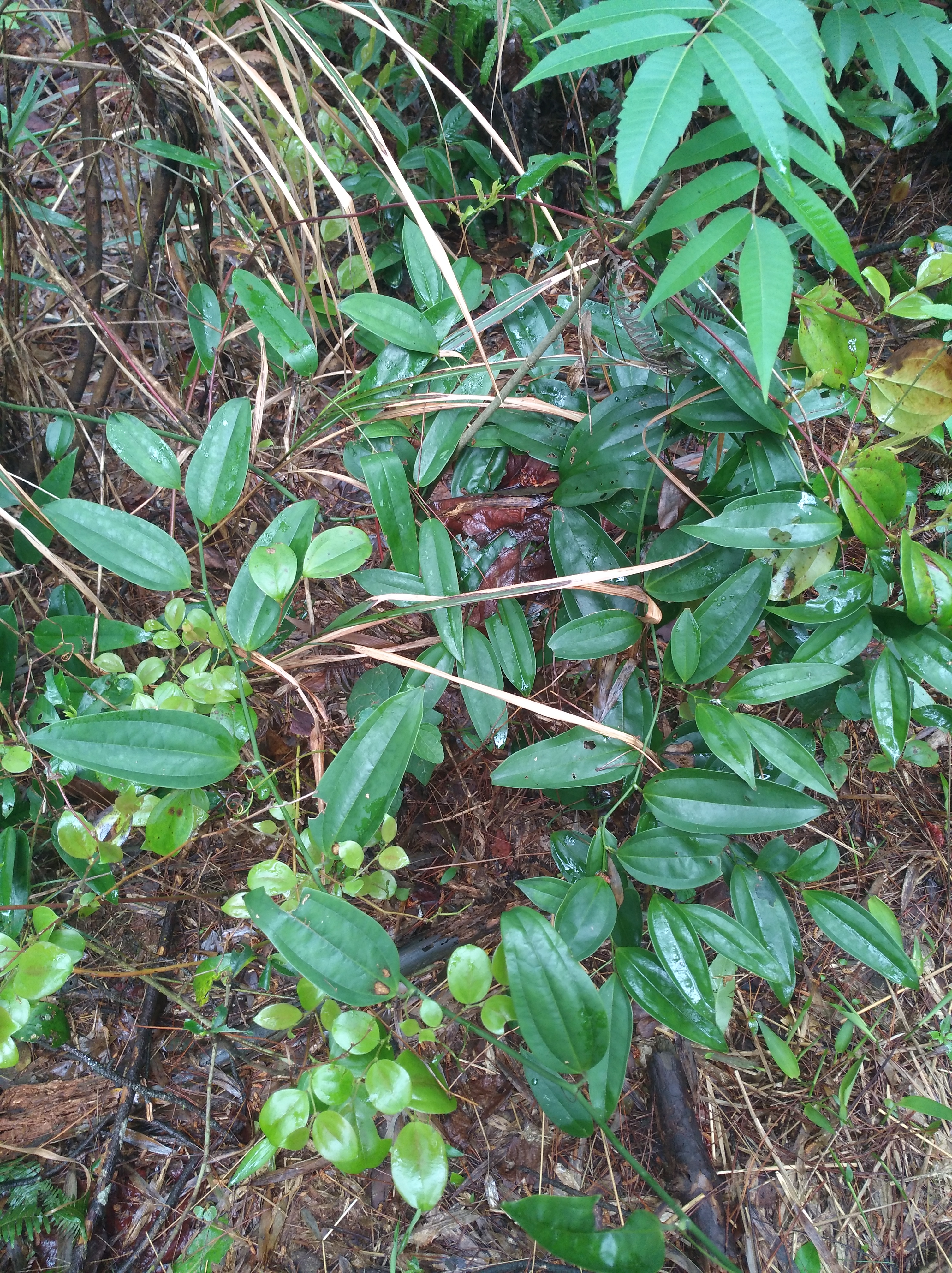 山里野生万寿竹,寓意很好养家里,观赏价值更高