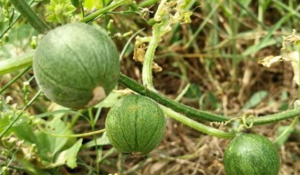 马包是什么植物