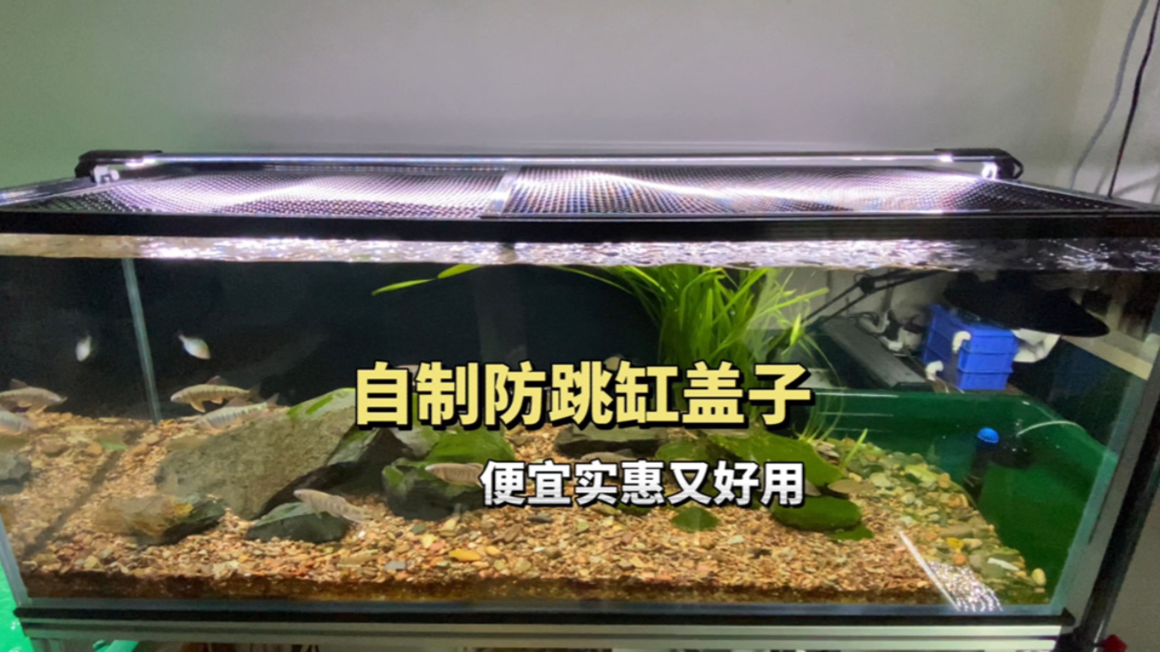 自制溪流缸防鱼跳缸盖子,便宜实惠又好用