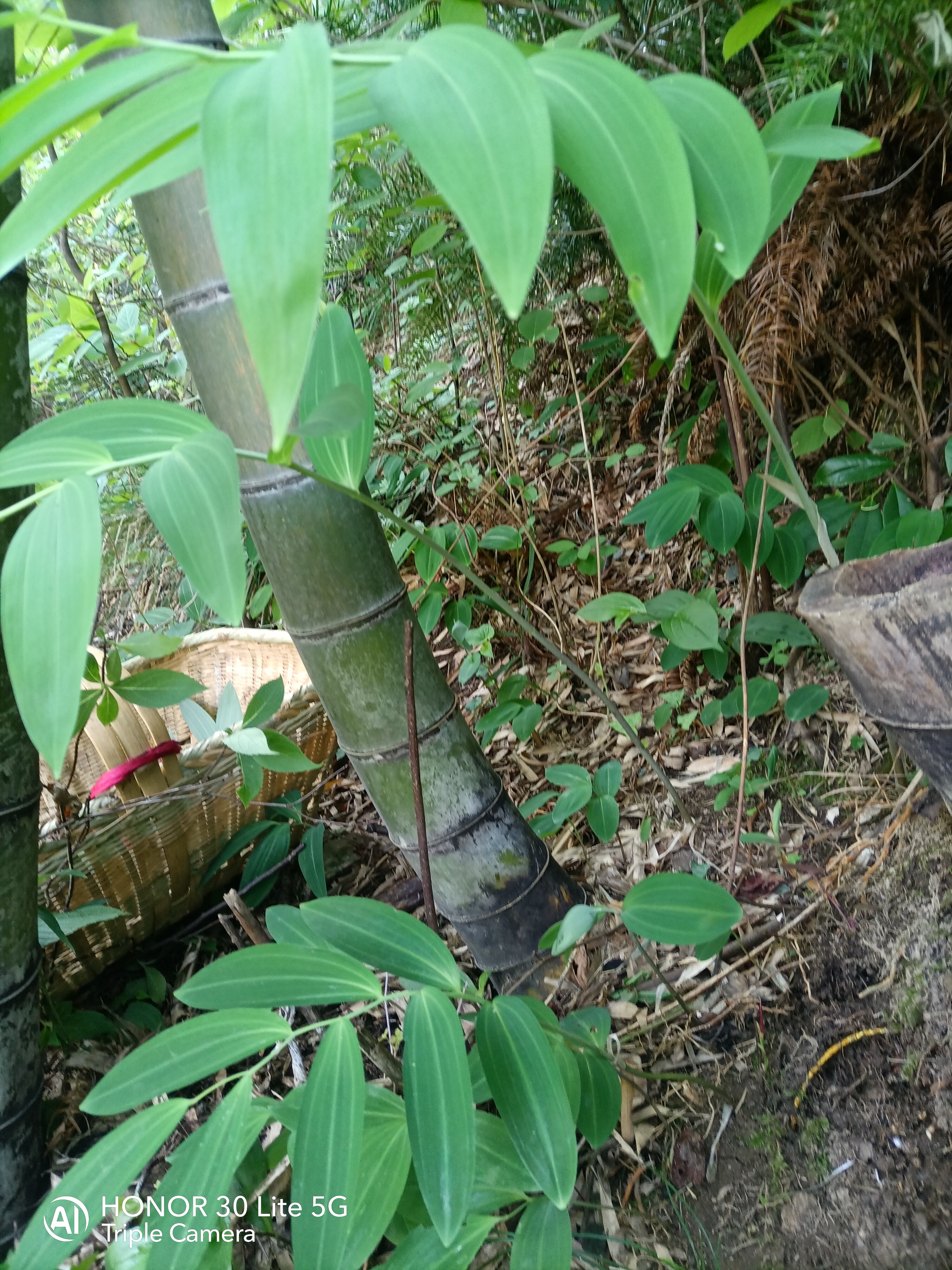 九蒸久晒野生黄精,我只卖成本价