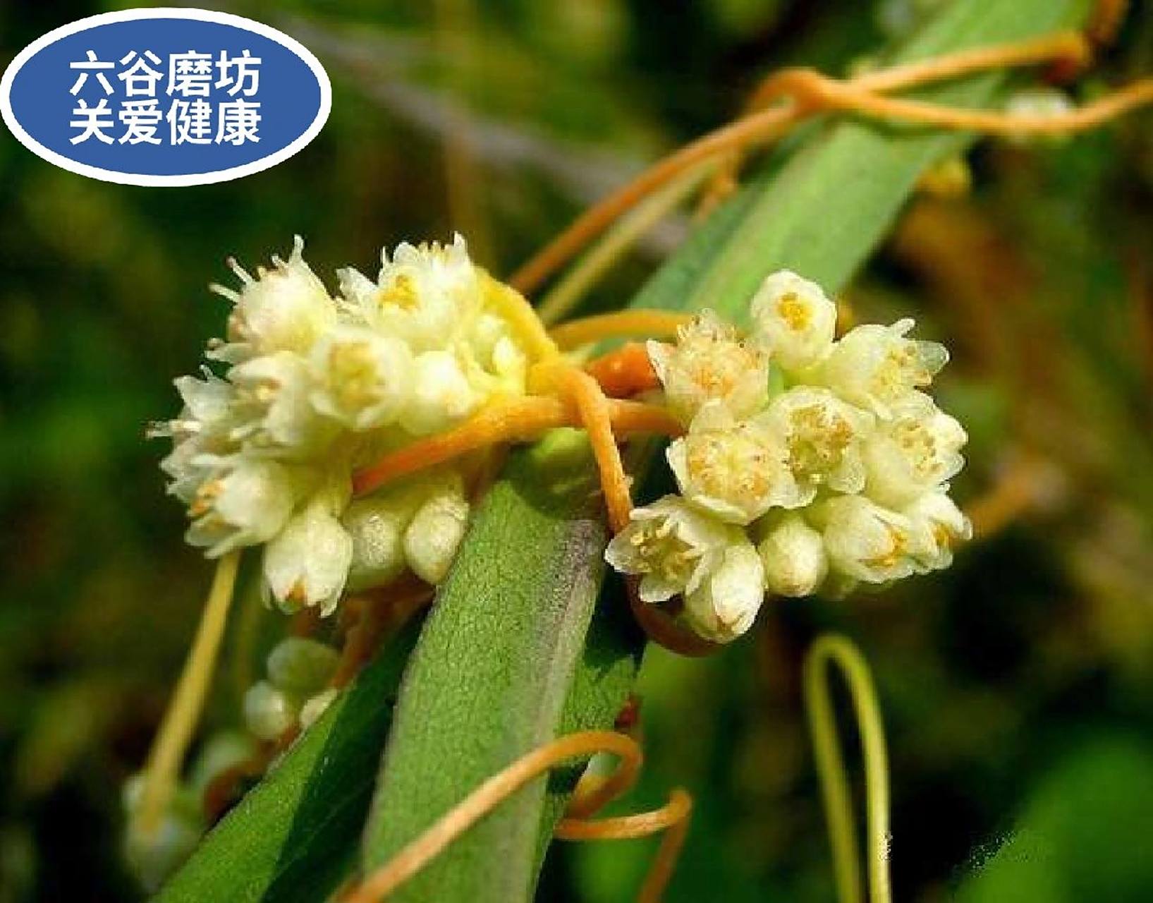 菟丝子的功效与作用 滋补肝肾,固精止泻,安胎明目 菟丝子具有滋补肝肾