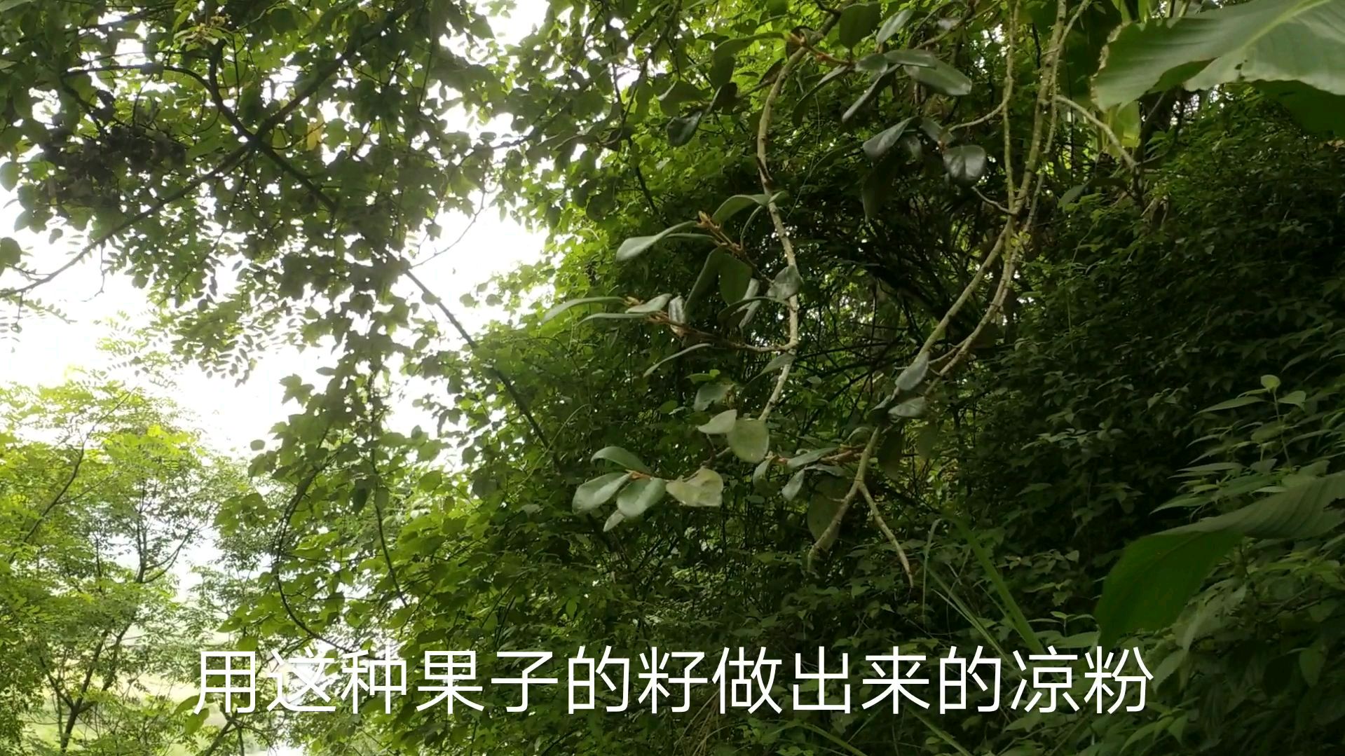 几十上百一斤的“凉粉果”掉一地好可惜。扦插一颗够一家人吃一年