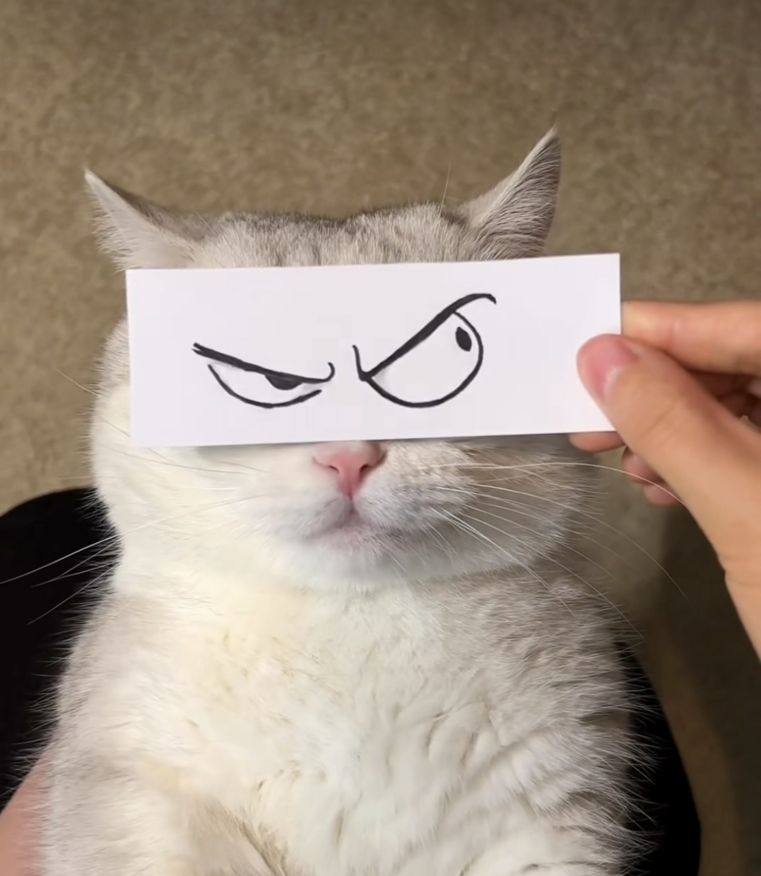 被主人玩坏了的猫咪[大笑][大笑][大笑] 给你个眼神,你自己体会[大笑]