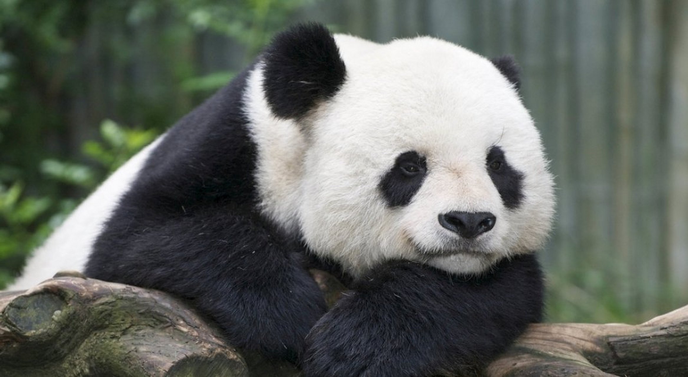 传奇大熊猫高高,野外救助照顾了它两年,当时它算是体制内生活吧,没