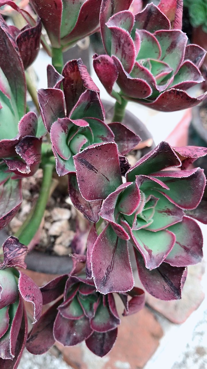 9.9元的红富士法师,美不?