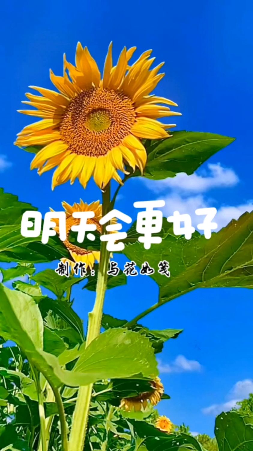 昨天好 今天很好 明天会更好 愿我们每个人都成为自己的向日葵 从此