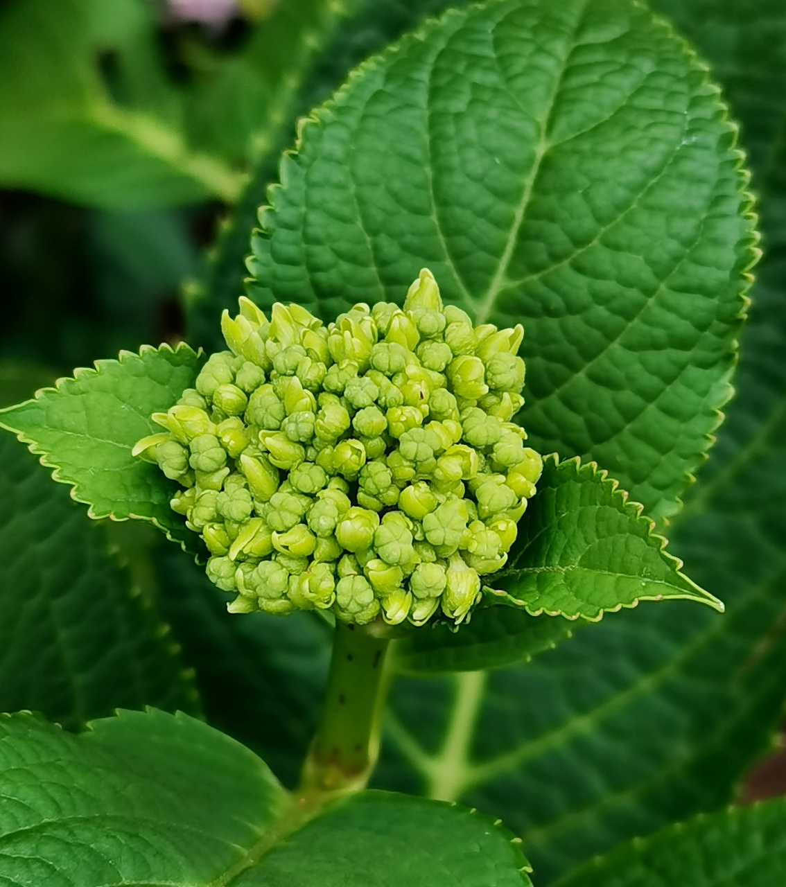 让我又爱又恨的植物  [小红花]绣球,绣球科绣球属木本植物.
