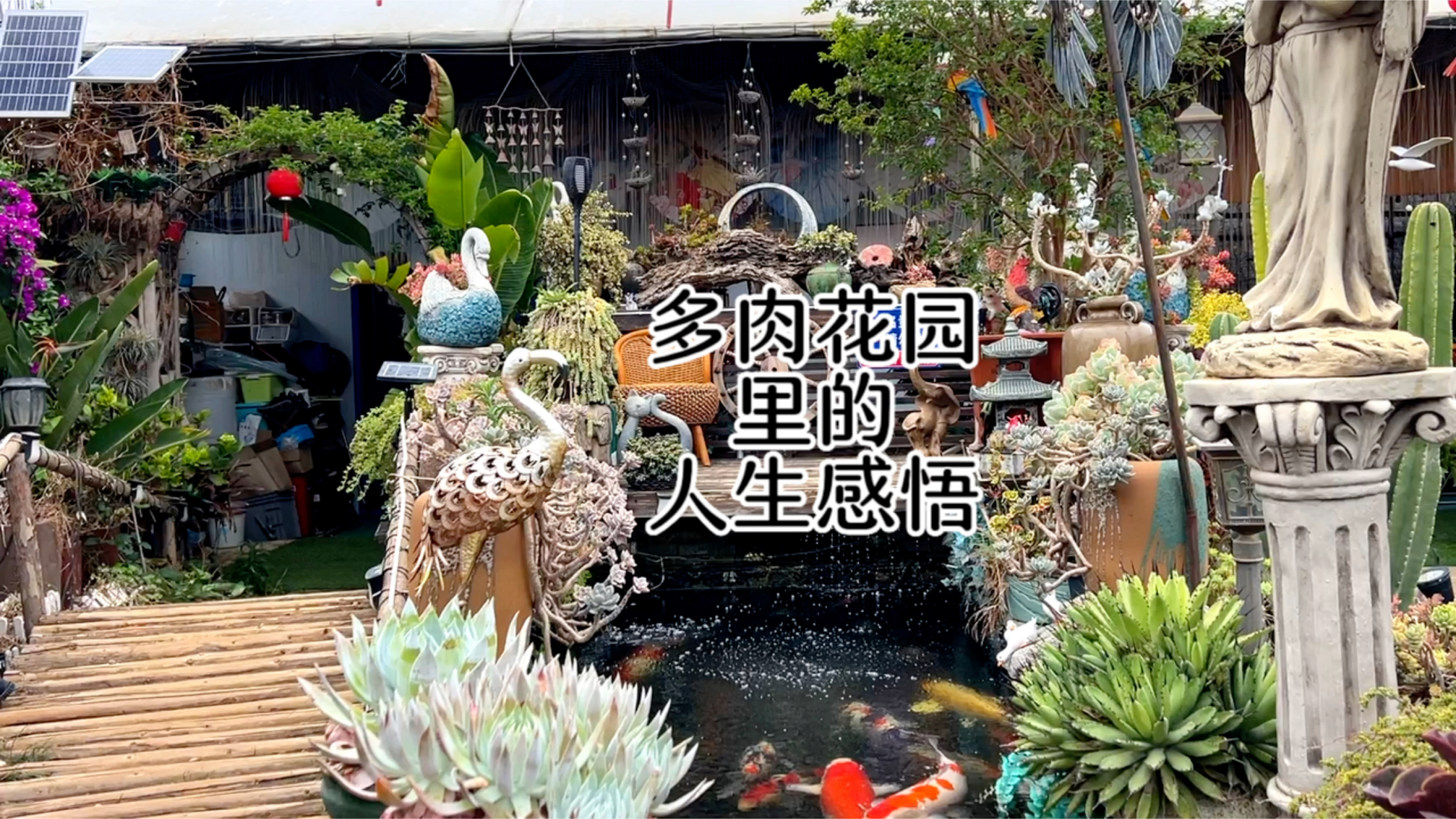 多肉花园里的人生感悟