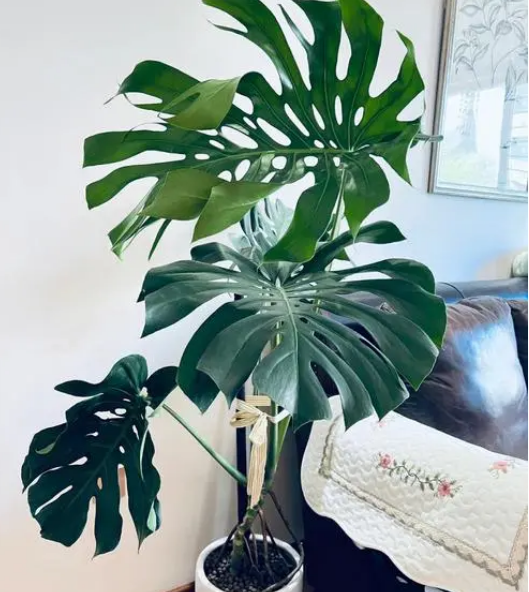 最耐阴的十大室内花