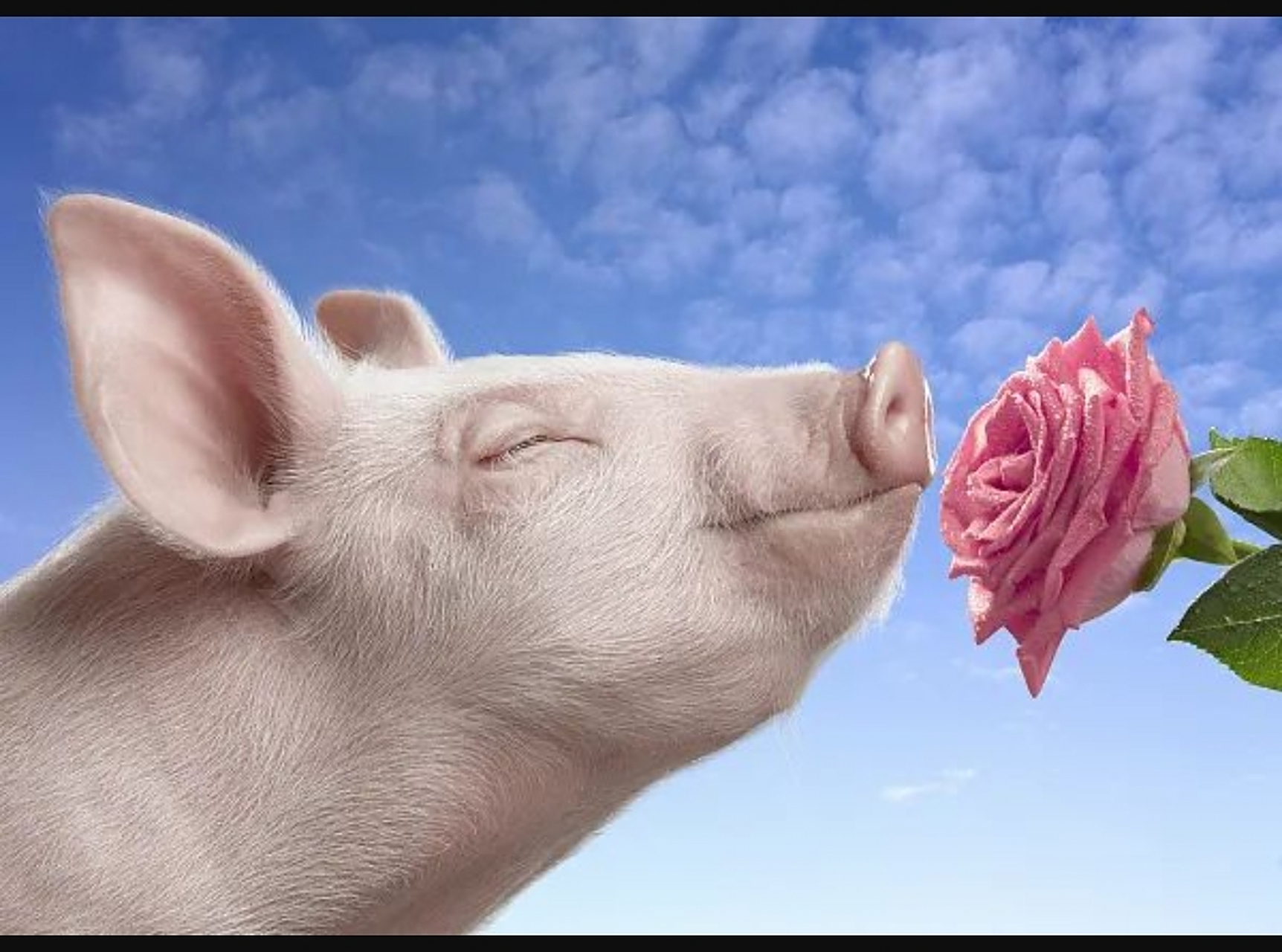 小猪小猪胖嘟嘟 吃完就睡呼噜噜