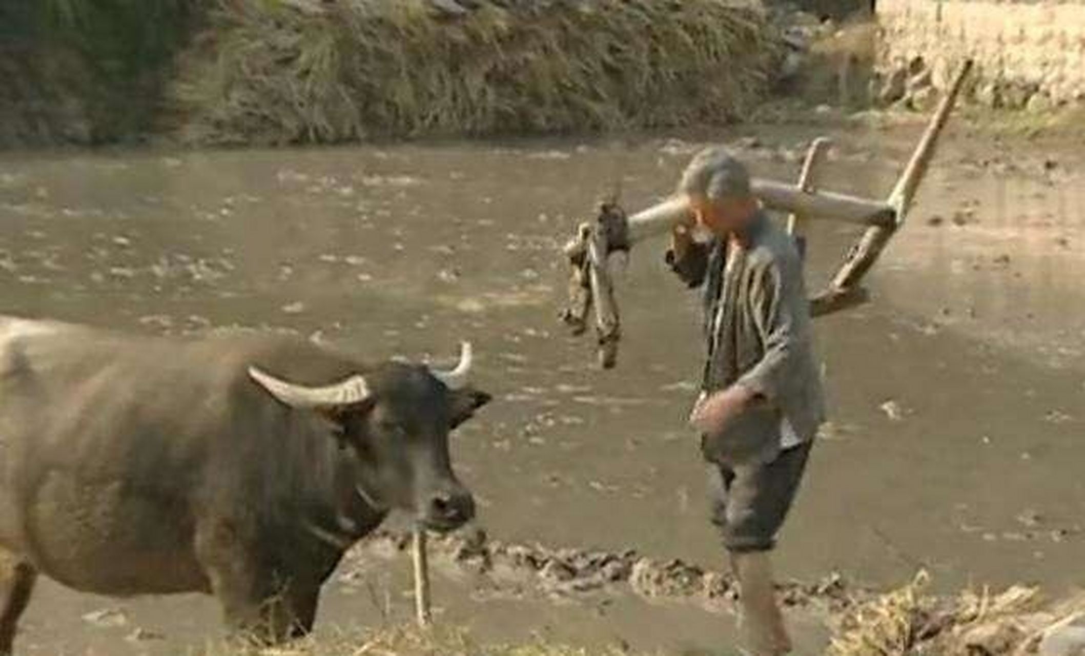 福贵和老牛在地里耕田,声音洪亮的唱到"皇帝招我做女婿,路远迢迢我不