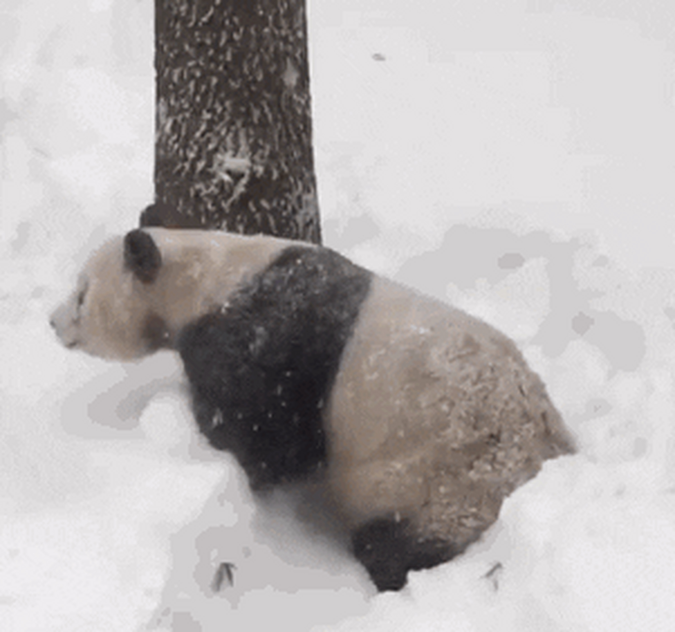 雨夹雪的英文图片