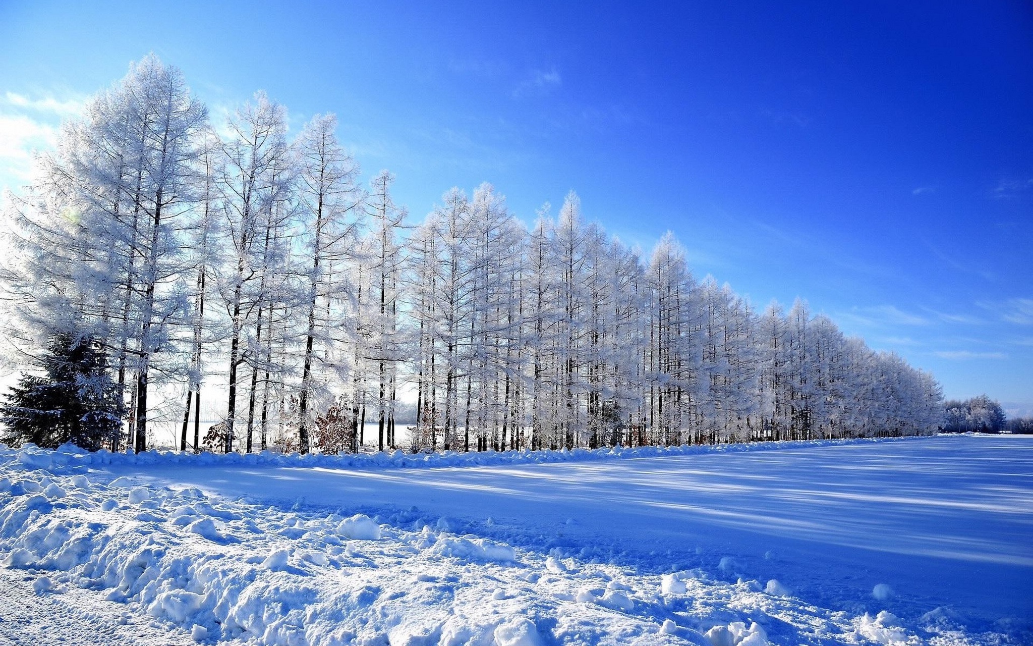 大雪纷飞图片真实艳阳图片