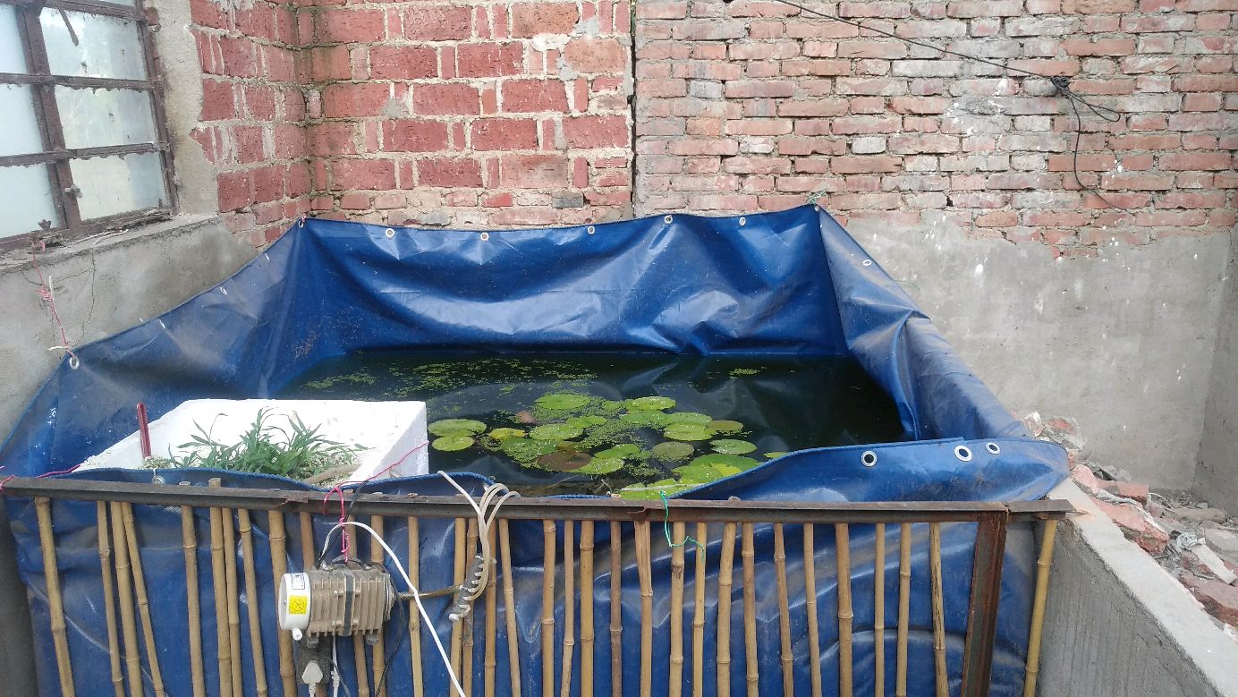 南阳小伙自建鱼池生态系统,用珍珠岩做过滤池,种点菜效果完美!